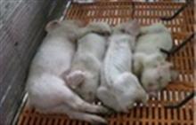 Hoàn thiện quy trình sản xuất vắc-xin phòng bệnh viêm phổi do MH gây ra ở lợn