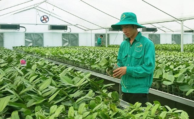 Sản xuất nông nghiệp công nghệ cao theo hướng phát triển bền vững