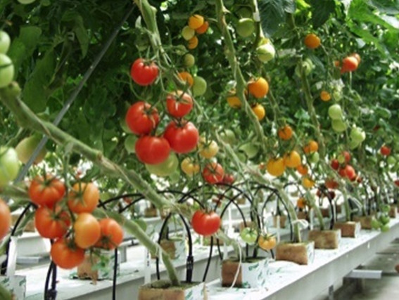 Kỹ Thuật Trồng Cà Chua Trĩu Quả Sạch Bệnh Giải Pháp Trồng Cà Chua #38 Kỹ Thuật Trồng Cà Chua Trĩu Quả Sạch Bệnh Giải Pháp Trồng Cà Chua