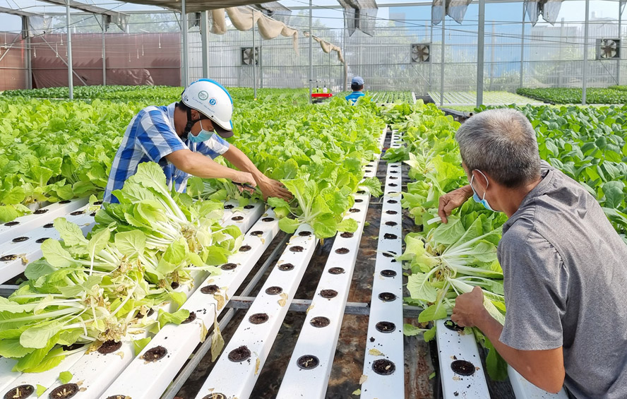 Hoàn thiện hệ thống tiêu chuẩn, quy chuẩn ngành nông nghiệp: Thúc đẩy mở rộng thị trường xuất khẩu